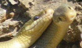 蛇交配视频,一场神秘而奇妙的自然盛宴